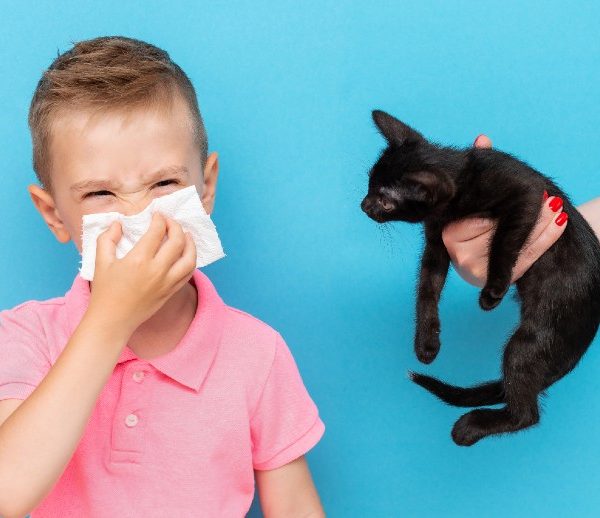 alergia gatos rinitis alergica otorrinolaringologo quito efrain lopez alergia gatos rinitis alergica otorrinolaringologo quito efrain lopez